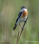 Большой чекан - Saxicola insignis фото-8