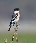 Большой чекан - Saxicola insignis фото-9