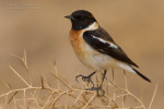 Кавказский черноголовый чекан - Saxicola maurus variegatus - 1