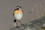Луговой чекан - Saxicola rubetra фото-2