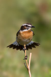 Луговой чекан - Saxicola rubetra фото-21