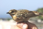 Луговой чекан - Saxicola rubetra фото-29