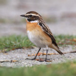 Луговой чекан - Saxicola rubetra фото-5