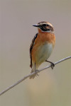 Луговой чекан - Saxicola rubetra фото-8