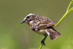 Луговой чекан - Saxicola rubetra фото-9