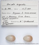 Западный черноголовый чекан - Saxicola rubicola яйца-1