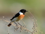 Западный черноголовый чекан - Saxicola rubicola фото-1