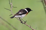 Западный черноголовый чекан - Saxicola rubicola фото-10