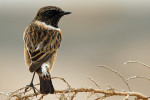 Западный черноголовый чекан - Saxicola rubicola фото-12