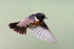 Западный черноголовый чекан - Saxicola rubicola фото-14
