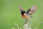 Западный черноголовый чекан - Saxicola rubicola фото-15
