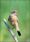 Западный черноголовый чекан - Saxicola rubicola фото-18