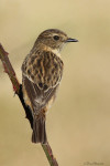 Западный черноголовый чекан - Saxicola rubicola фото-19