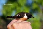 Западный черноголовый чекан - Saxicola rubicola фото-25