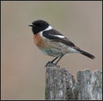 Западный черноголовый чекан - Saxicola rubicola фото-4