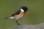 Западный черноголовый чекан - Saxicola rubicola (Linnaeus, 1766)
