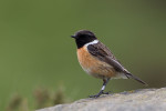 Западный черноголовый чекан - Saxicola rubicola фото-6