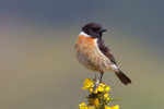 Западный черноголовый чекан - Saxicola rubicola фото-7