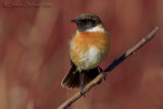 Западный черноголовый чекан - Saxicola rubicola фото-9
