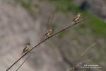 Восточный черноголовый чекан - Saxicola stejnegeri фото-5