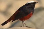 Водяная горихвостка - Chaimarrornis leucocephalus фото-1