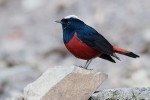 Водяная горихвостка - Chaimarrornis leucocephalus фото-11