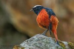 Водяная горихвостка - Chaimarrornis leucocephalus фото-12