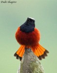 Водяная горихвостка - Chaimarrornis leucocephalus фото-14