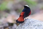 Материалы по экологии белошапочной горихвостки Chaimarrornis leucocephalus на Памире