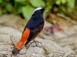Водяная горихвостка - Chaimarrornis leucocephalus фото-17