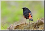 Водяная горихвостка - Chaimarrornis leucocephalus фото-18