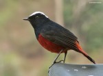 Водяная горихвостка - Chaimarrornis leucocephalus фото-2