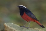 Водяная горихвостка - Chaimarrornis leucocephalus фото-3