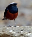 Водяная горихвостка - Chaimarrornis leucocephalus фото-4