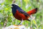 Водяная горихвостка - Chaimarrornis leucocephalus фото-6