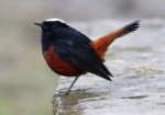 Водяная горихвостка - Chaimarrornis leucocephalus фото-7