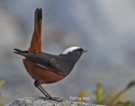 Водяная горихвостка - Chaimarrornis leucocephalus фото-8