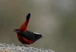 Водяная горихвостка - Chaimarrornis leucocephalus фото-9
