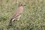 Каменка-плясунья - Oenanthe isabellina (Temminck, 1829)