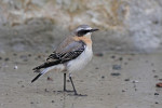 Каменка - Oenanthe oenanthe (Linnaeus, 1758)