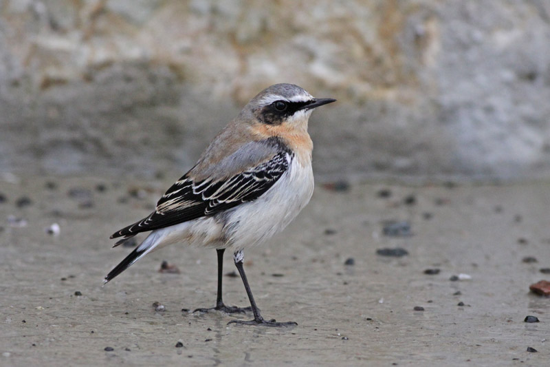 Каменка - Oenanthe oenanthe (Linnaeus, 1758)