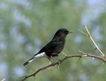 Черная каменка - Oenanthe picata opistholeuca фото-11