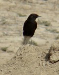 Черная каменка - Oenanthe picata opistholeuca фото-12