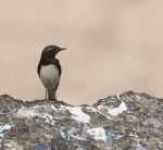 Черная каменка - Oenanthe picata фото-3