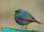 Сизая горихвостка - Rhyacornis fuliginosa фото-2