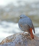 Сизая горихвостка - Rhyacornis fuliginosa фото-3