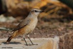 Златогузая каменка - Oenanthe chrysopygia