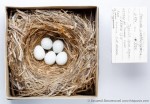 Златогузая каменка - Oenanthe chrysopygia карта ареала обитания-1