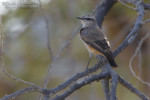 Златогузая каменка - Oenanthe chrysopygia фото-3