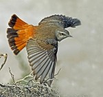 Златогузая каменка - Oenanthe chrysopygia фото-9
